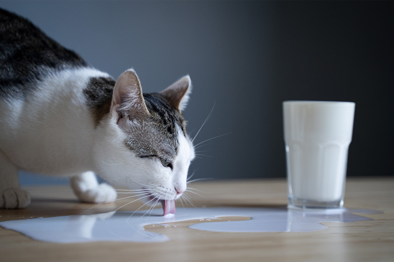 A closer look at Lactase Deficiency In Cats
