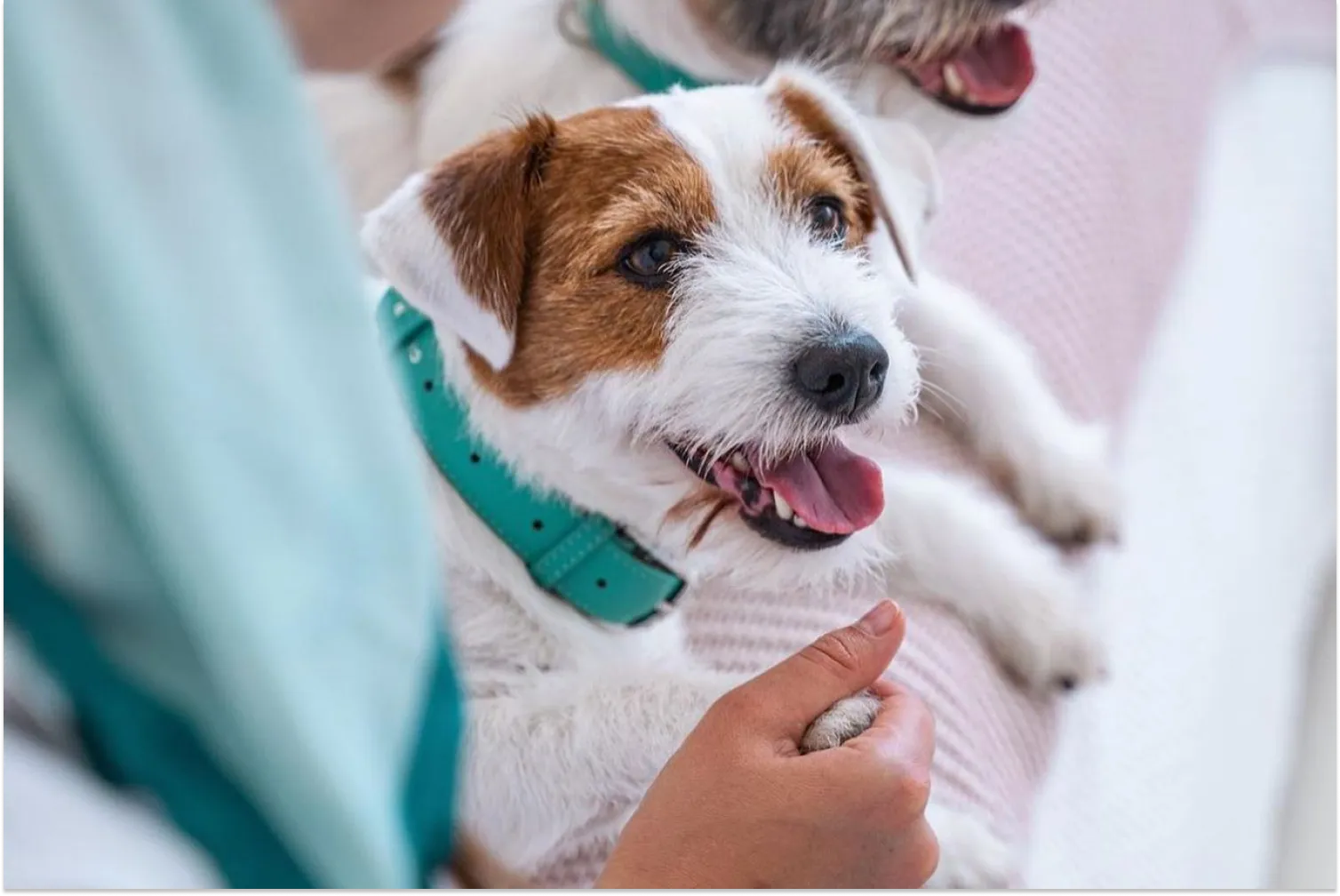 How Long Can A Dog Go Without Eating Optimeal how-long-can-a-dog-go-without-eating-optimeal