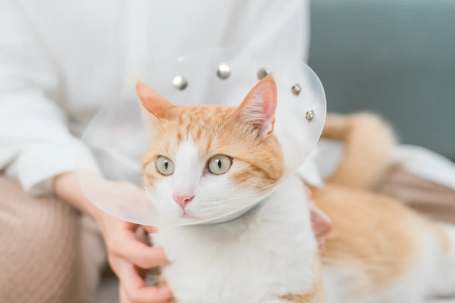 When To Neuter a Cat: Is There a Best Time & Why? – Optimeal