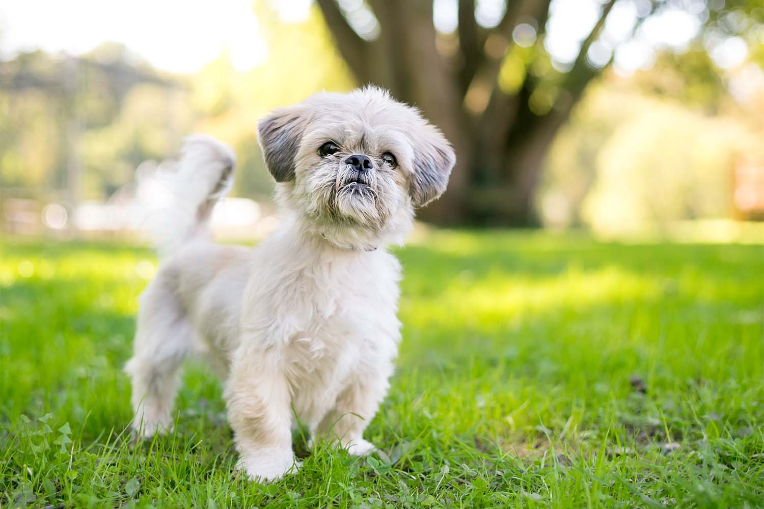 Shih Tzu Dog Breed: Profile, Personality, Facts