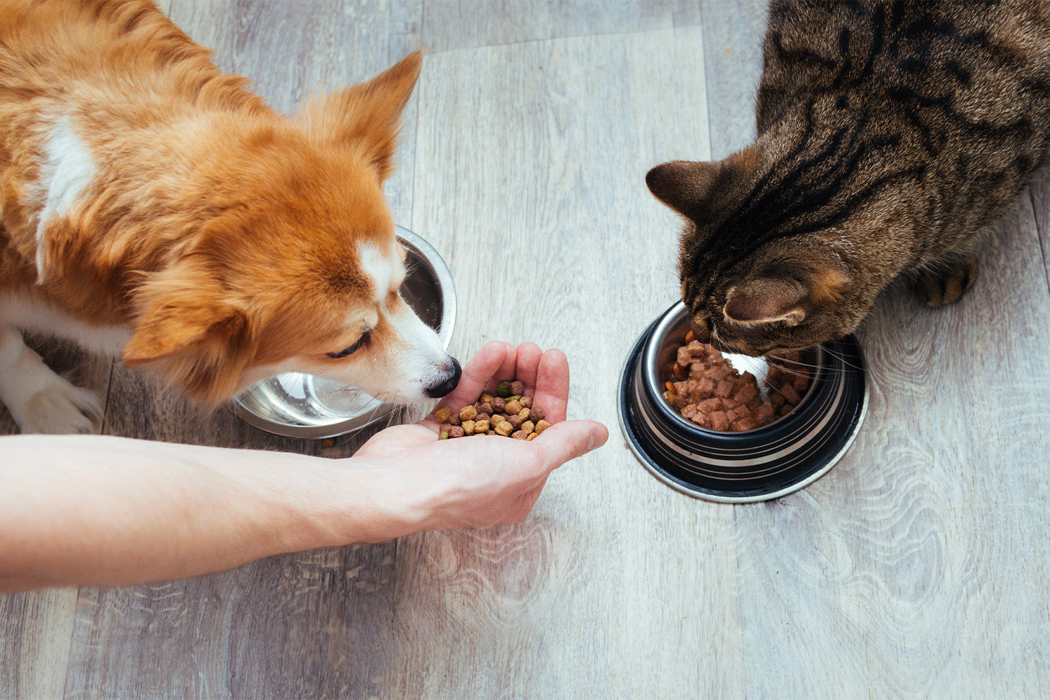 What Foods Can't Dogs And Cats Eat?