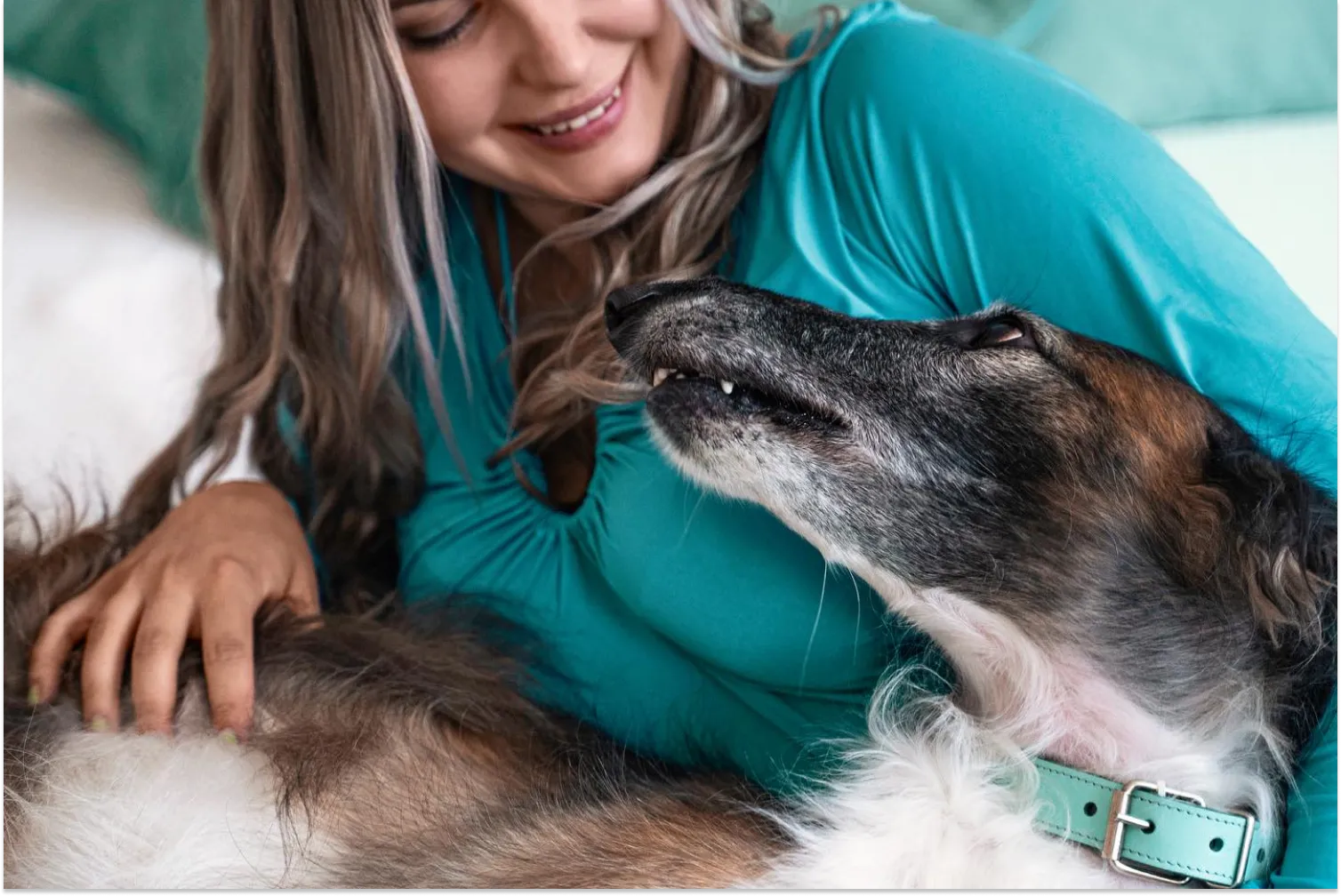 How Many Treats Per Day Can You Feed Your Dog Optimeal how-many-treats-per-day-can-you-feed-your-dog-optimeal