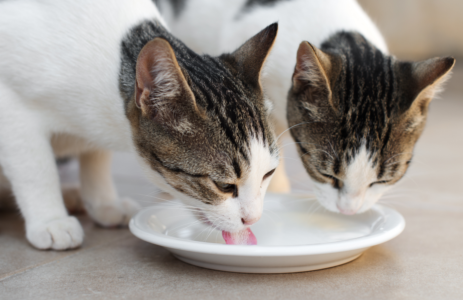 Can Cats Drink Milk and Should They Optimeal