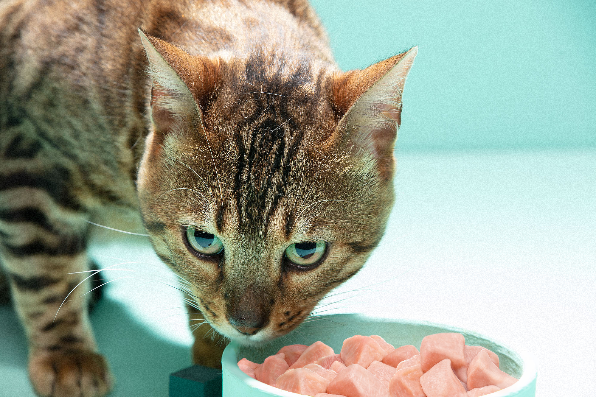 My cat is off his food online