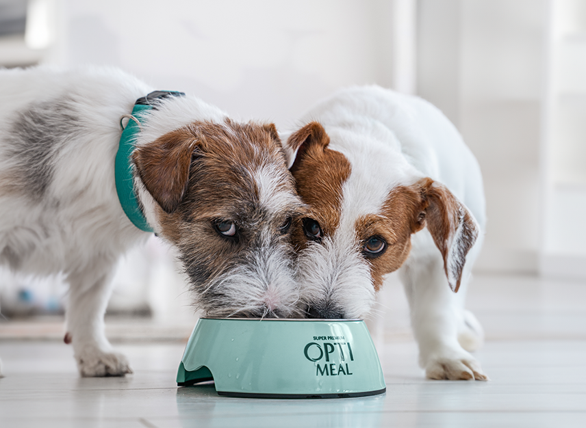 what can i feed my puppy instead of dog food