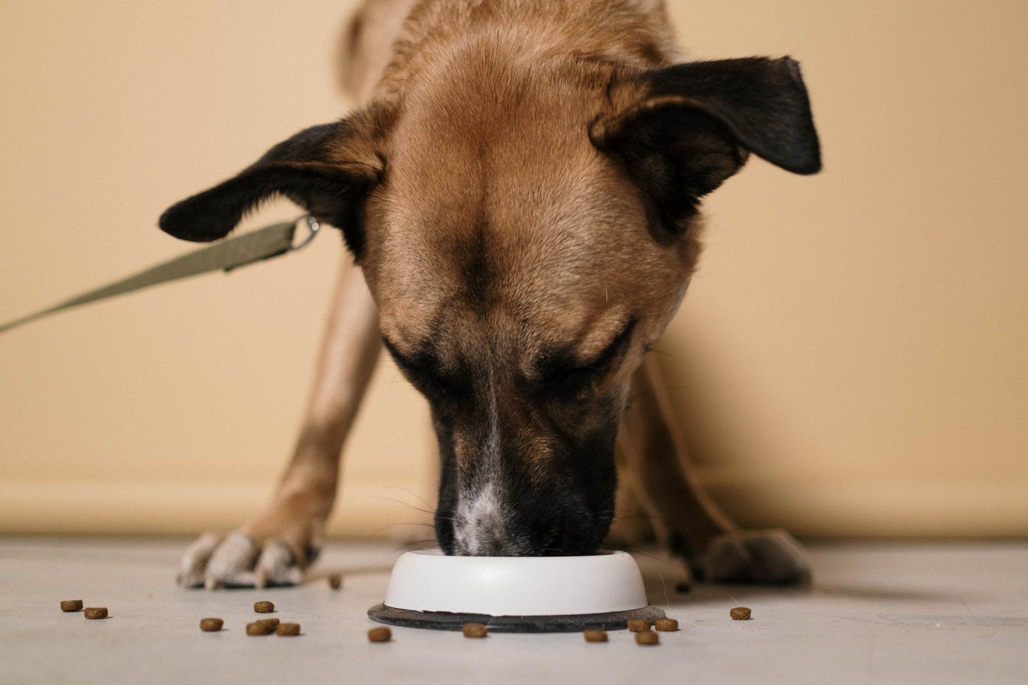 What Ingredients To Look For In Dog Food – Optimeal®