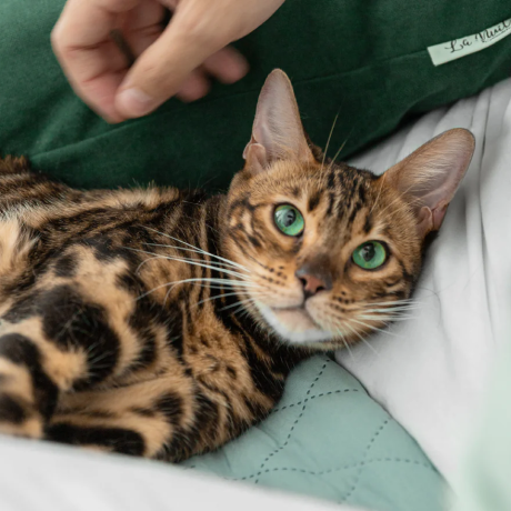 Image of CEO with a pet