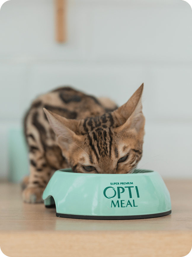 Optimeal® Indoor Health With Real Shrimp & Salmon Grain Free Tender Morsels In Savory Sauce Adult Cat Food