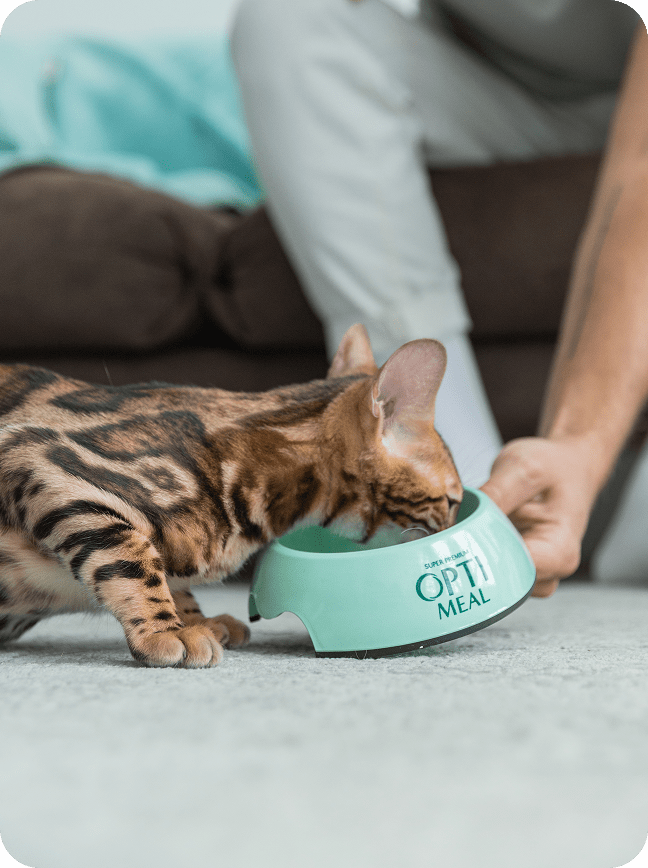 Optimeal® Digestive Support With Beef & Rabbit Grain Free Tender Morsels In Savory Sauce Adult Cat Food