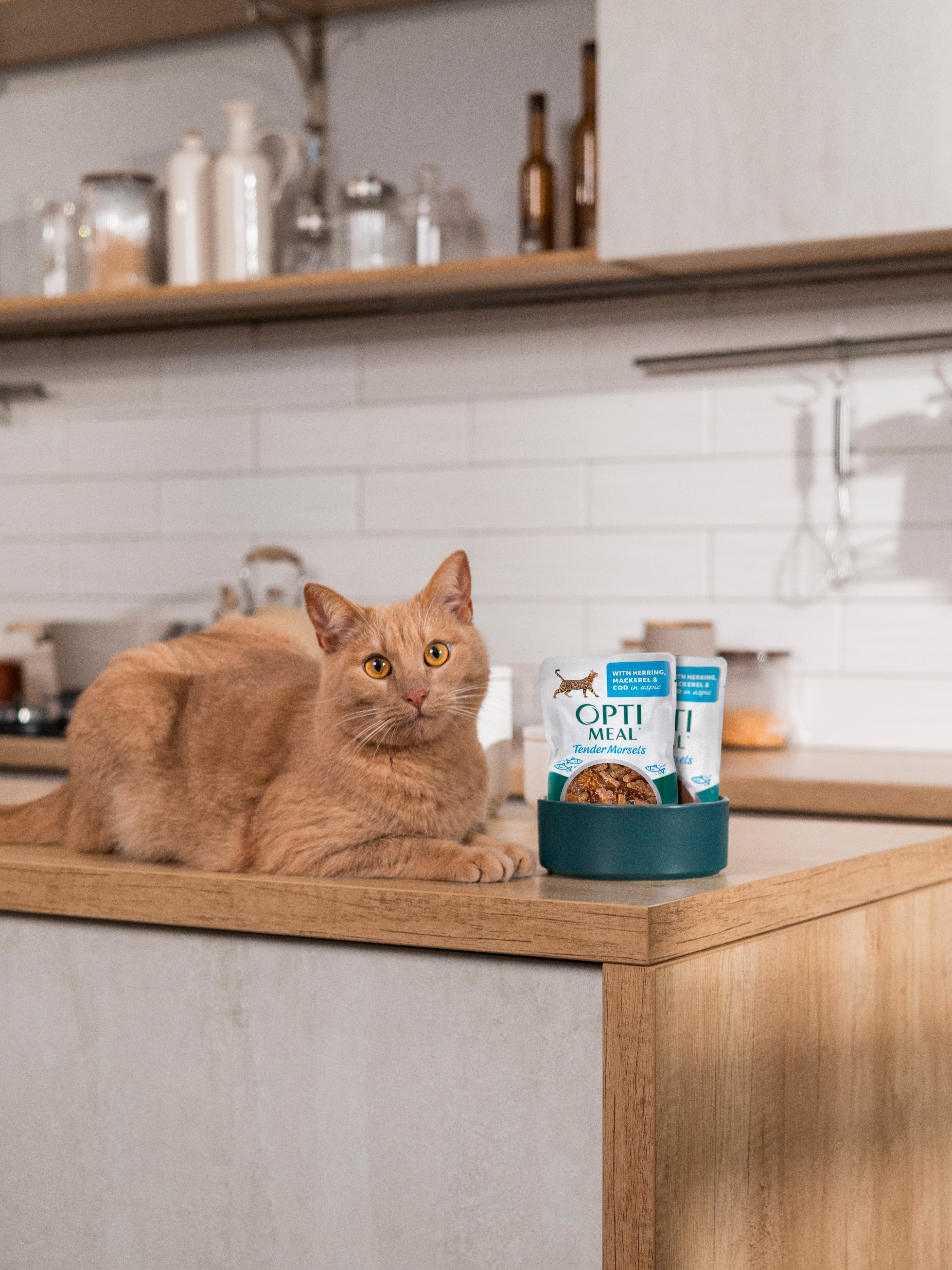 Herring, Mackerel & Cod in Aspic