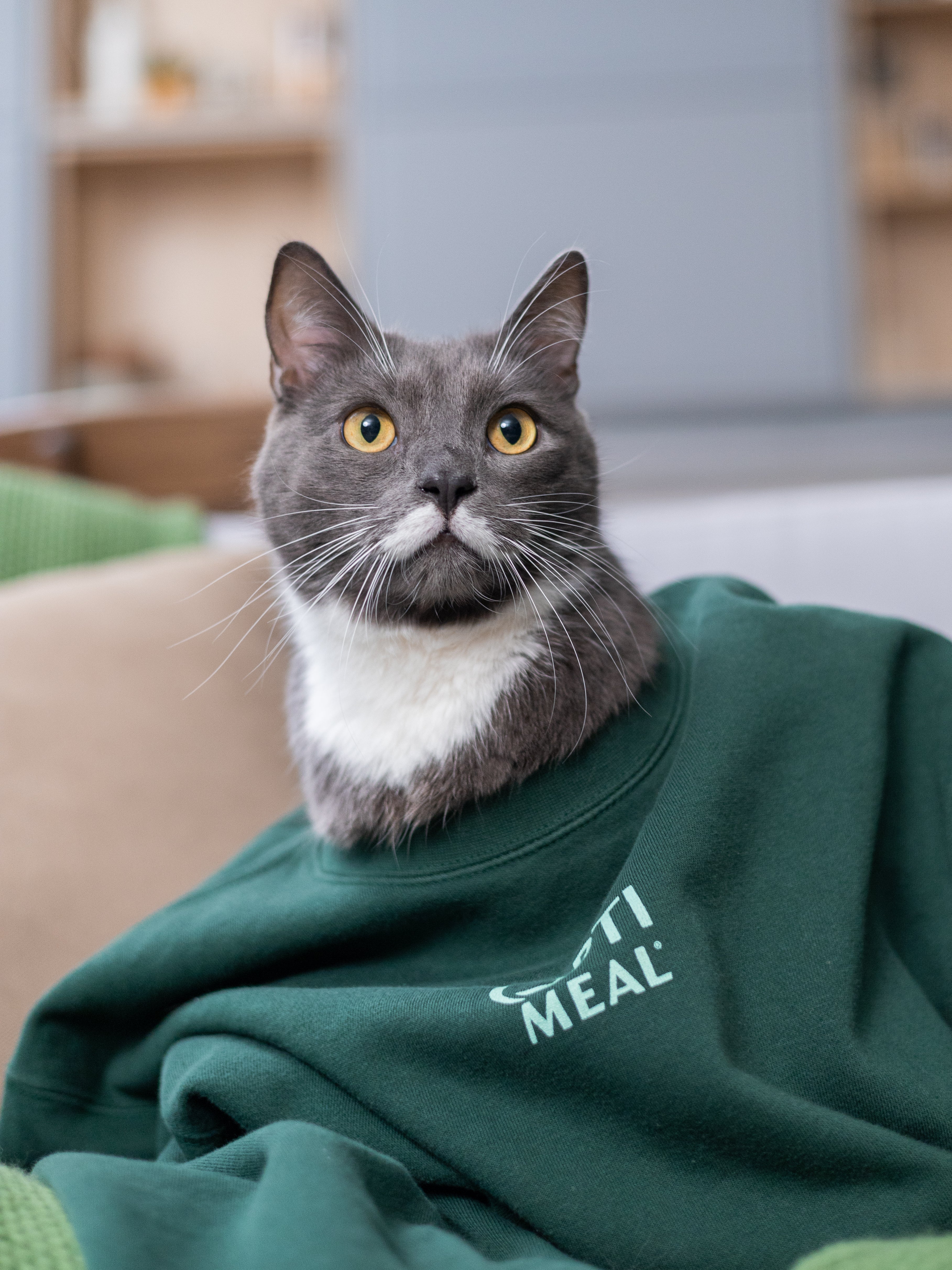 Herring, Mackerel & Cod in Aspic